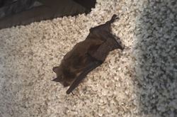 bat