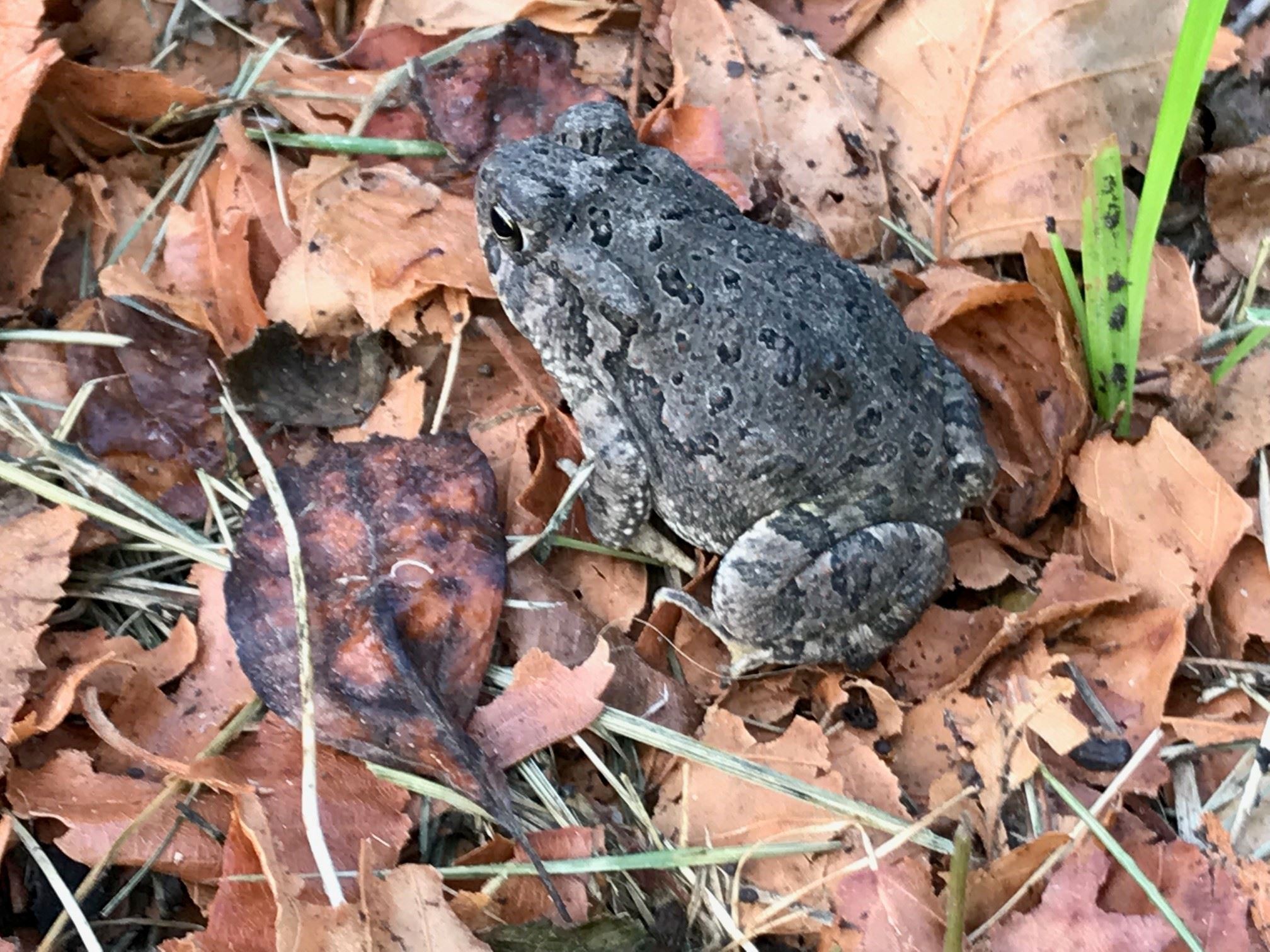 Toad